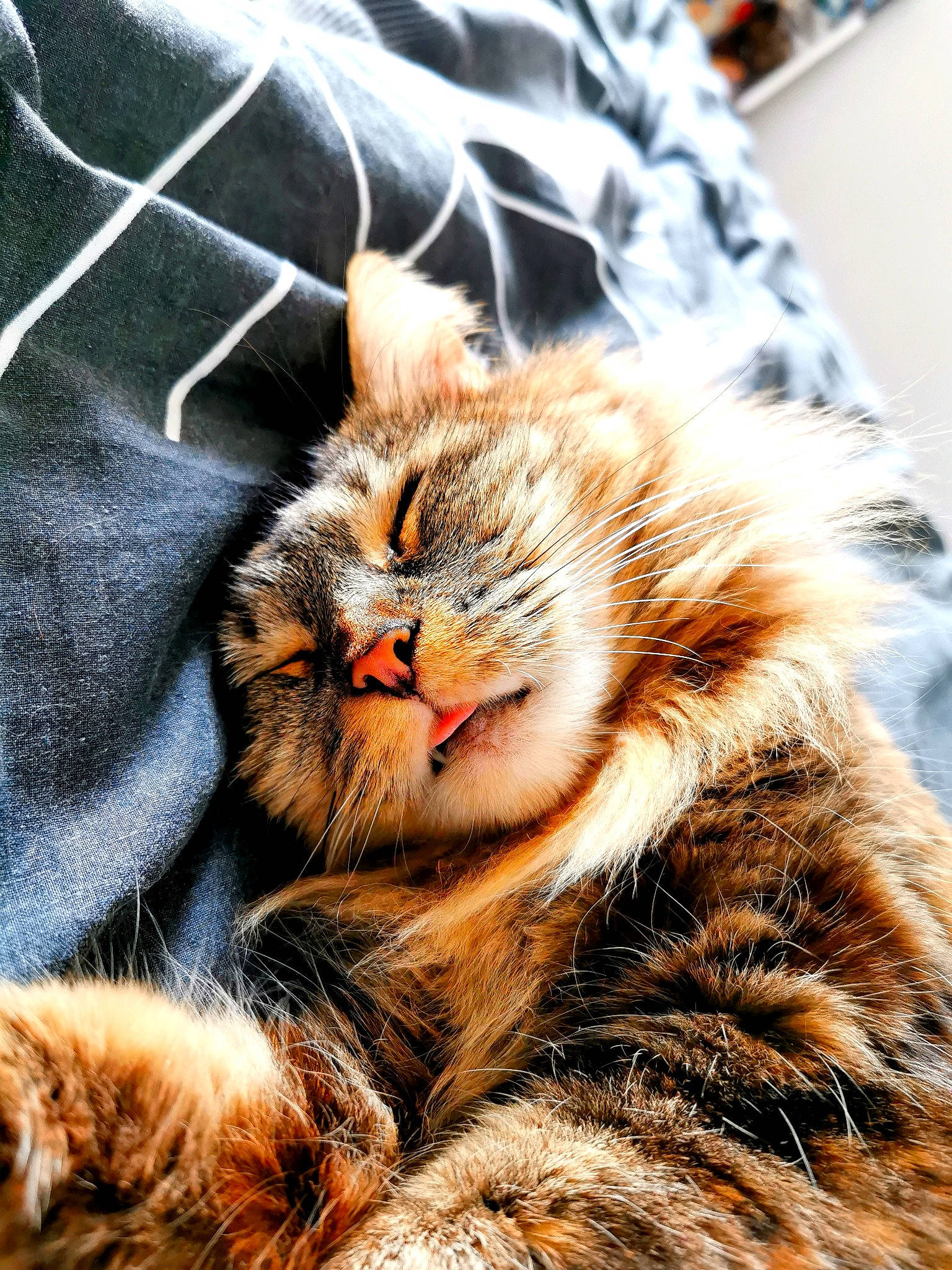 Lola participe au concours pour gagner de l'argent avec cette photo : carnivore, cat, claw, comfort, domestic_short_haired_cat, fawn, felidae, fur, grass, maple, paw, plant, sitting, small_to_medium_sized_cats, snout, tail, terrestrial_animal, tree, whiskers, wildlife