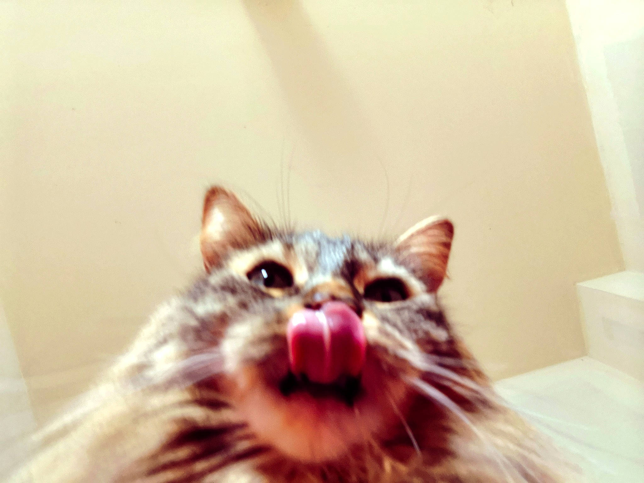 Lola participe au concours pour gagner de l'argent avec cette photo : carnivore, cat, domestic_short_haired_cat, ear, eye, fang, felidae, fur, human_body, jaw, moustache, plant, shout, small_to_medium_sized_cats, snout, terrestrial_animal, tooth, whiskers, window, yawn