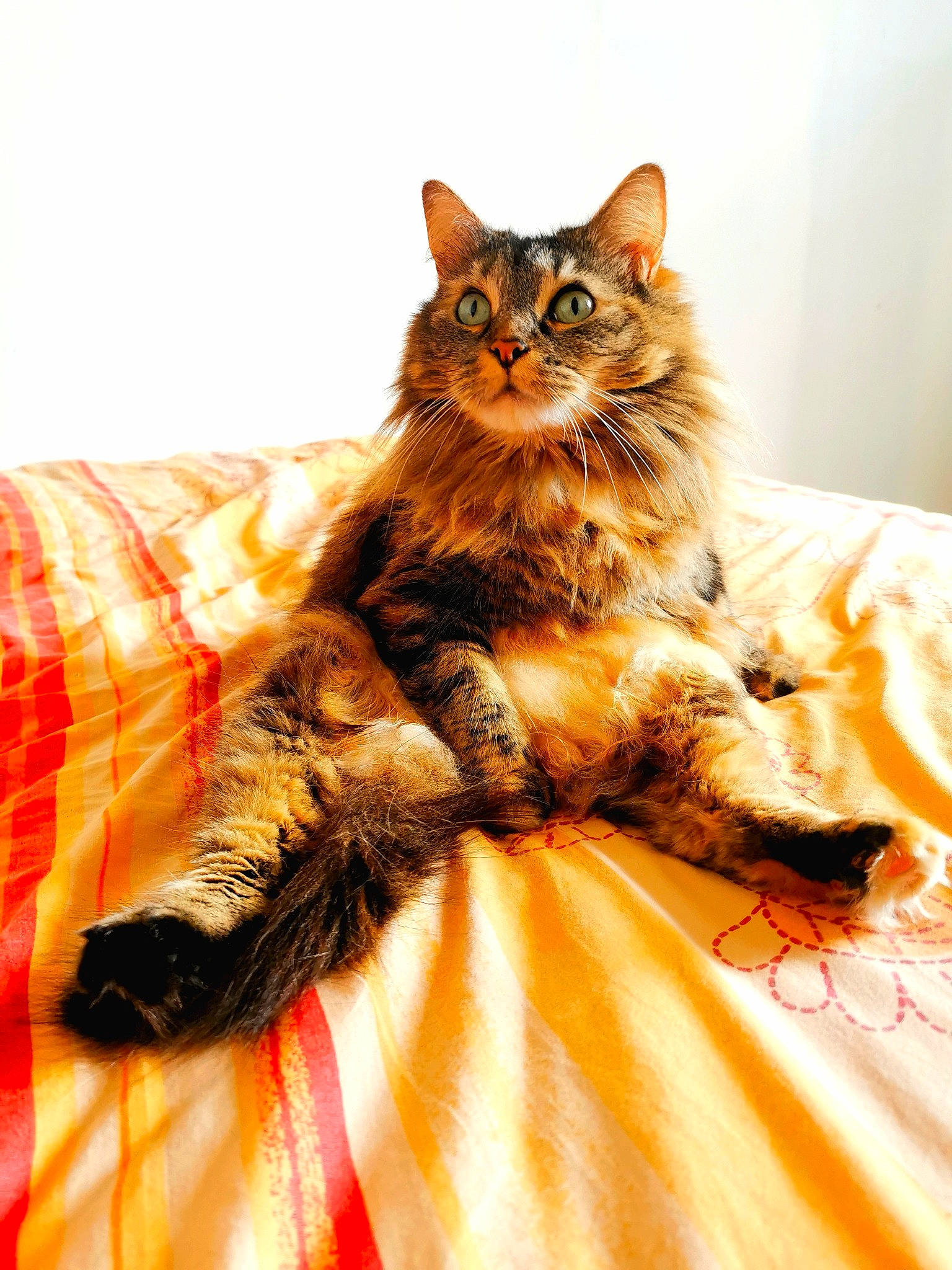 Lola participe au concours pour gagner de l'argent avec cette photo : british_longhair, carnivore, cat, comfort, domestic_short_haired_cat, fashion_design, fawn, felidae, formal_wear, fur, maine_coon, orange, pattern, paw, plant, small_to_medium_sized_cats, tail, tree, whiskers, window