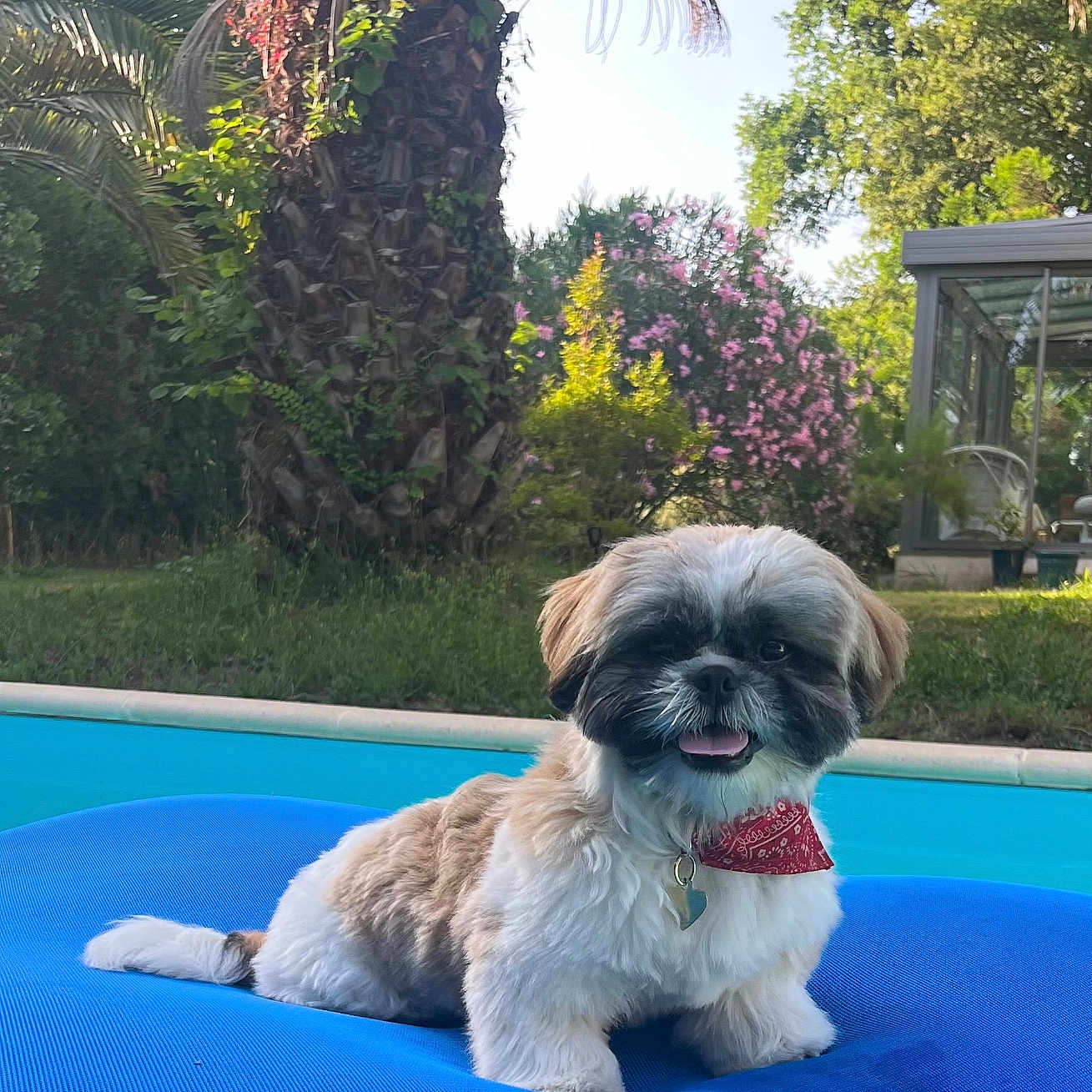 Amilton a rejoint le concours — aidez-le/la à gagner de superbes lots ! animal, bandana, blue_cushion, companion, cute, dog, fluffy, grass, greenery, happy, nature, outdoor, palm_tree, pet, pool, relaxing, small_dog, summer, sunny, tongue_out