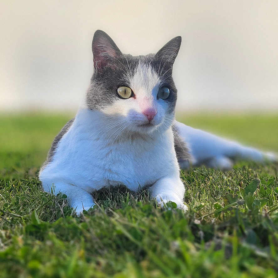 Lila participe au concours pour gagner de l'argent avec cette photo : abyssinian, animal, cat, countryside, field, grass, grassland, kitten, lawn, manx, meadow, nature, outdoors, pet, plant, rural, siamese
