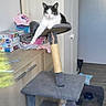 Lila a rejoint le concours — aidez-le/la à gagner de superbes lots ! animal, barstool, cat, closet, cupboard, desk, device, drawer, furniture, hammer, hardwood, indoors, kitten, person, pet, plywood, shelf, table, tool, wood