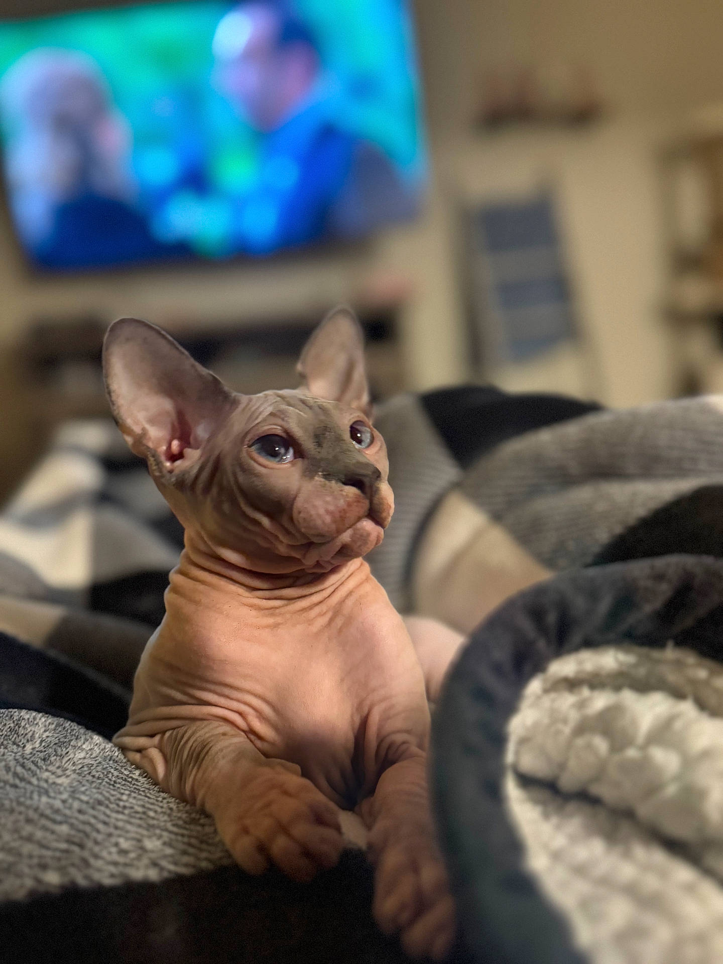 Princeton is registered to the contest to win money with this photo: abyssinian, animal, boy, bulldog, canine, cat, child, computerhardware, dog, electronics, face, hardware, head, kitten, male, monitor, person, pet, screen, tv