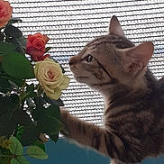 Nayko participe au concours pour gagner de l'argent avec cette photo : animal, background, cat, closeup, curious, feline, flower, green_leaf, indoor, leaf, nature, orange_rose, paw, pet, pink_rose, plant, rose, soft_light, tabby_cat, white_rose
