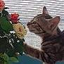 animal, background, cat, closeup, curious, feline, flower, green_leaf, indoor, leaf, nature, orange_rose, paw, pet, pink_rose, plant, rose, soft_light, tabby_cat, white_rose
