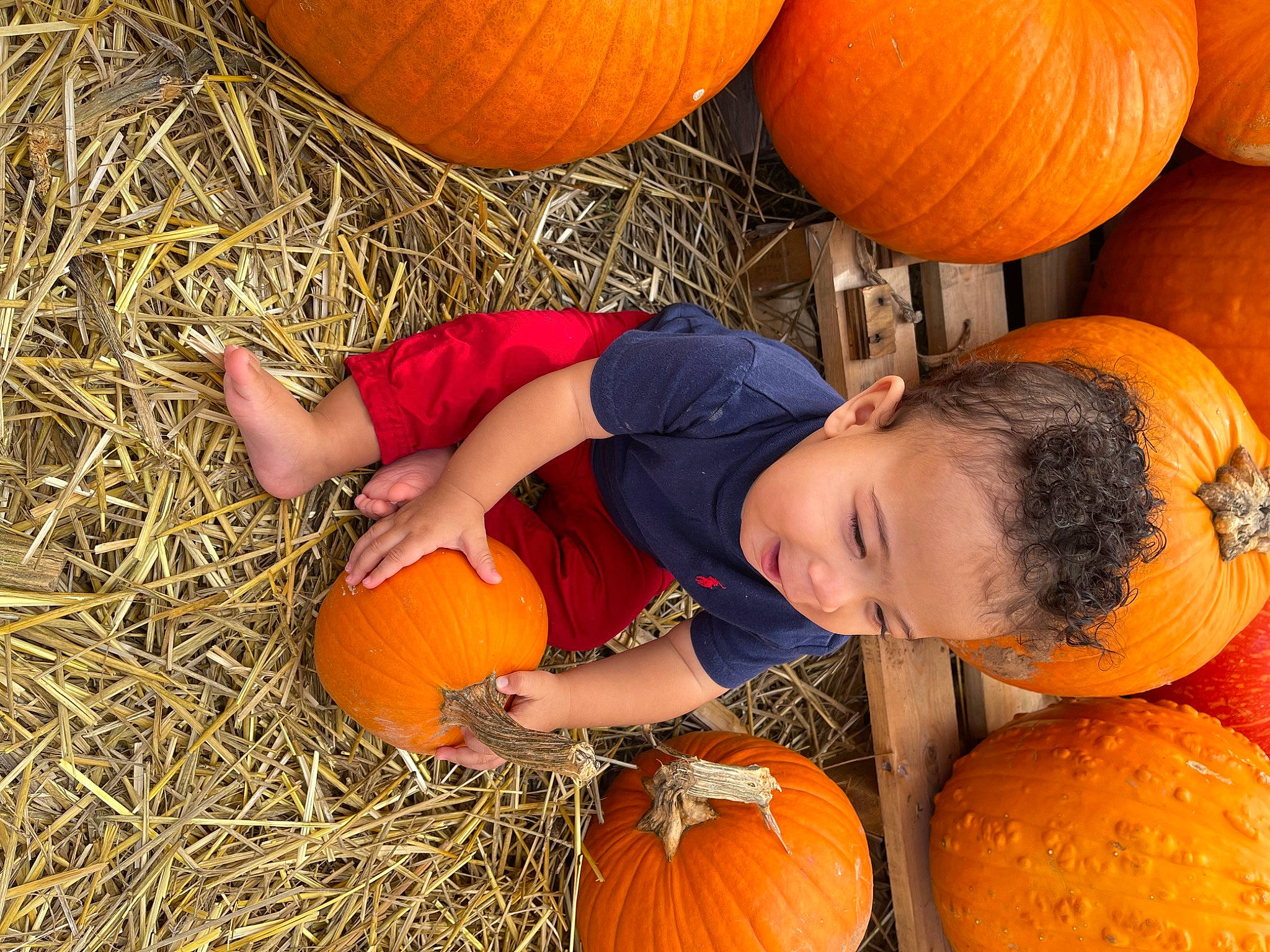 Landyn joined the competition — help win amazing prizes! agriculture, calabaza, cucurbita, gourd, grass, happy, head, local_food, natural_foods, orange, people, people_in_nature, person, photograph, plant, pumpkin, squash, vegetable, whole_food, winter_squash