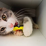 Tigrou a rejoint le concours — aidez-le/la à gagner de superbes lots ! animal, cat, close_up, curious, cute, feline, grip, indoor, kitten, lying_down, nose, paw, pet, playing, small, toy_car, whiskers, white_background, wide_eyes, young