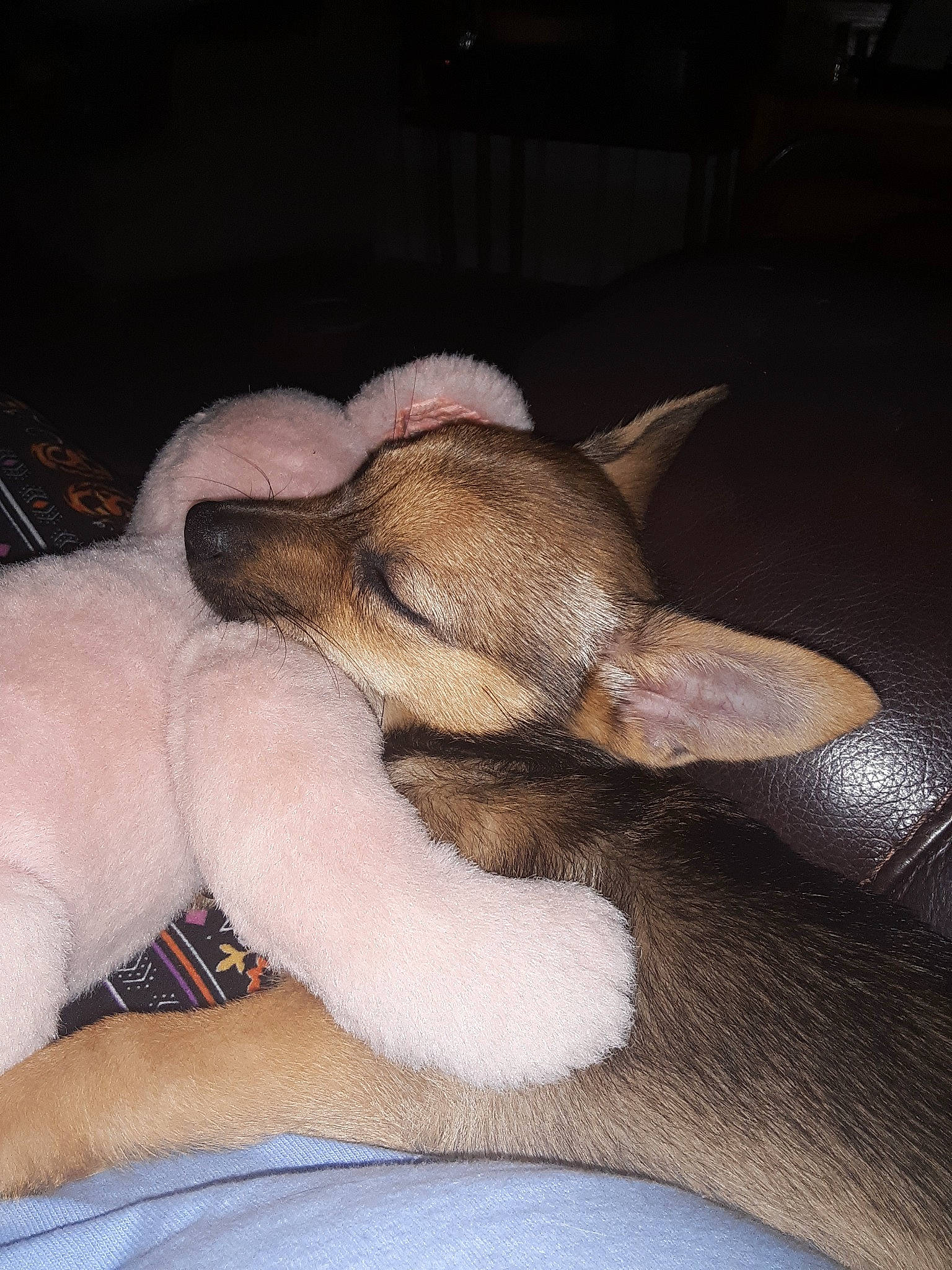 Mattie joined the competition — help win amazing prizes! canidae, carnivore, companion_dog, dog, dog_breed, ear, fawn, fox_terrier, mammal, nap, nose, paw, puppy, skin, sleep, snout, tail