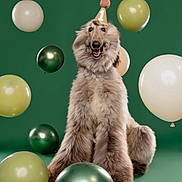 Lorenzo is registered to the contest to win money with this photo: dog, party_hat, balloons, celebration, green_background, fluffy, smiling, pet, birthday, studio, portrait, festive, canine, sitting, decorations, cute, animal, happy, indoors, furry