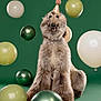 dog, party_hat, balloons, celebration, green_background, fluffy, smiling, pet, birthday, studio, portrait, festive, canine, sitting, decorations, cute, animal, happy, indoors, furry