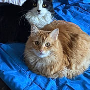 Sylvester And Kevin joined the competition — help win amazing prizes! cat, feline, pet, animal, fluffy, black_and_white_cat, orange_cat, bed, blanket, blue_blanket, indoor, resting, cute, fur, whiskers, eyes, domestic, companion, relaxing, cozy