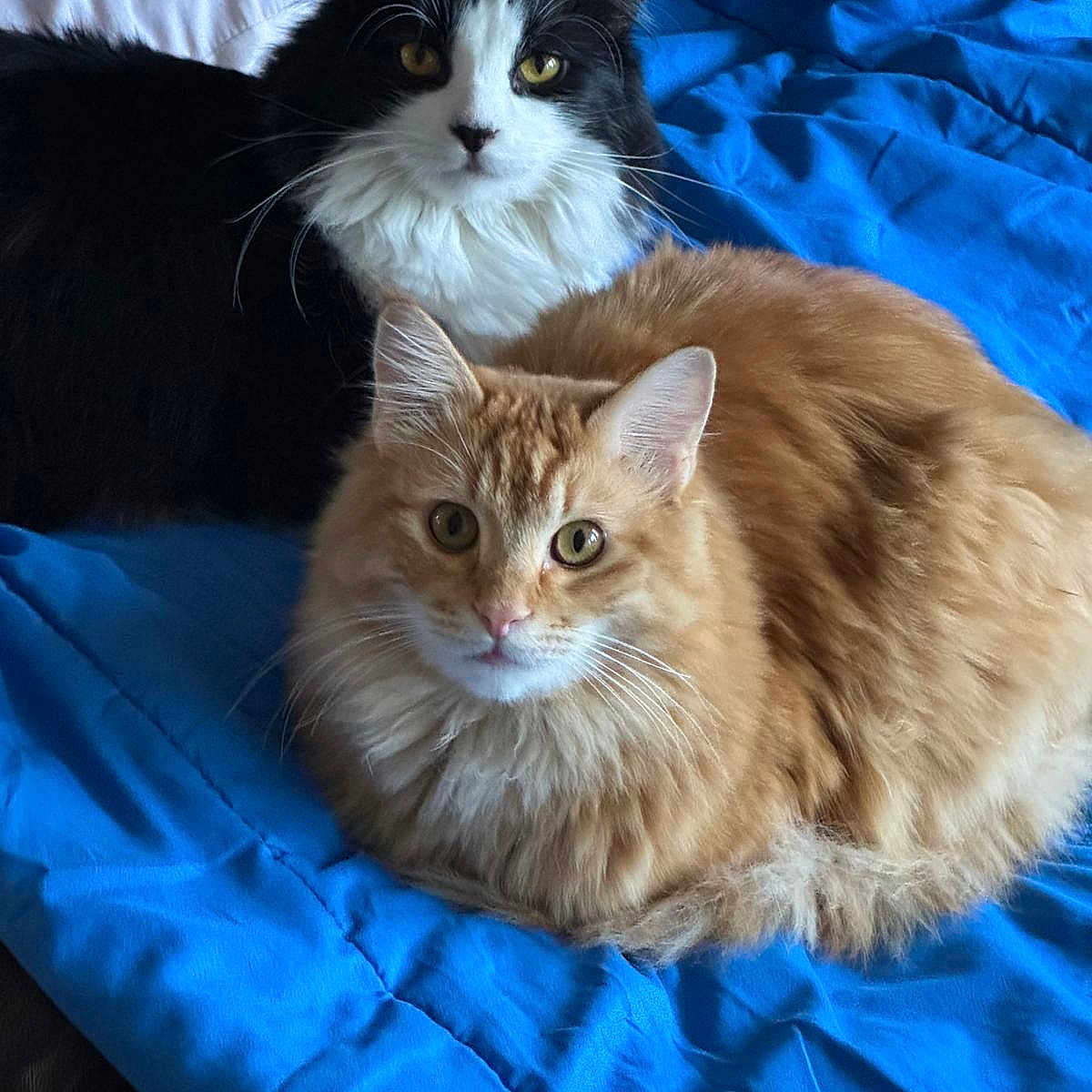 Sylvester And Kevin joined the competition — help win amazing prizes! animal, bed, black_and_white_cat, blanket, blue_blanket, cat, companion, cozy, cute, domestic, eyes, feline, fluffy, fur, indoor, orange_cat, pet, relaxing, resting, whiskers