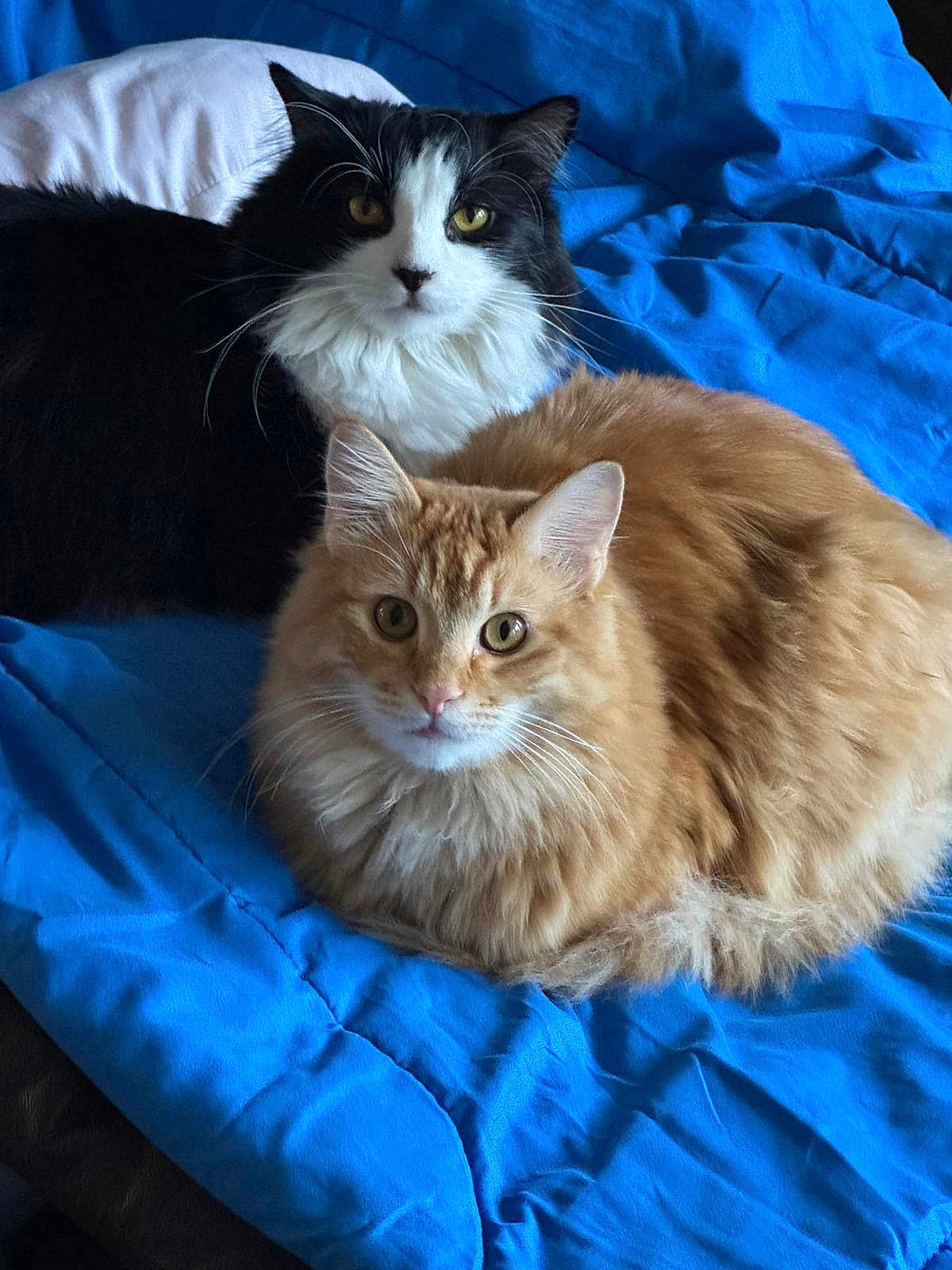Sylvester And Kevin joined the competition — help win amazing prizes! cat, feline, pet, animal, fluffy, black_and_white_cat, orange_cat, bed, blanket, blue_blanket, indoor, resting, cute, fur, whiskers, eyes, domestic, companion, relaxing, cozy