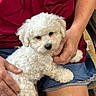 dog, puppy, white_dog, fluffy, curly_fur, small_dog, pet, animal, cute, sitting, lap, human, hands, red_shirt, denim_shorts, indoor, portrait, close_up, companion_animal, cuddling