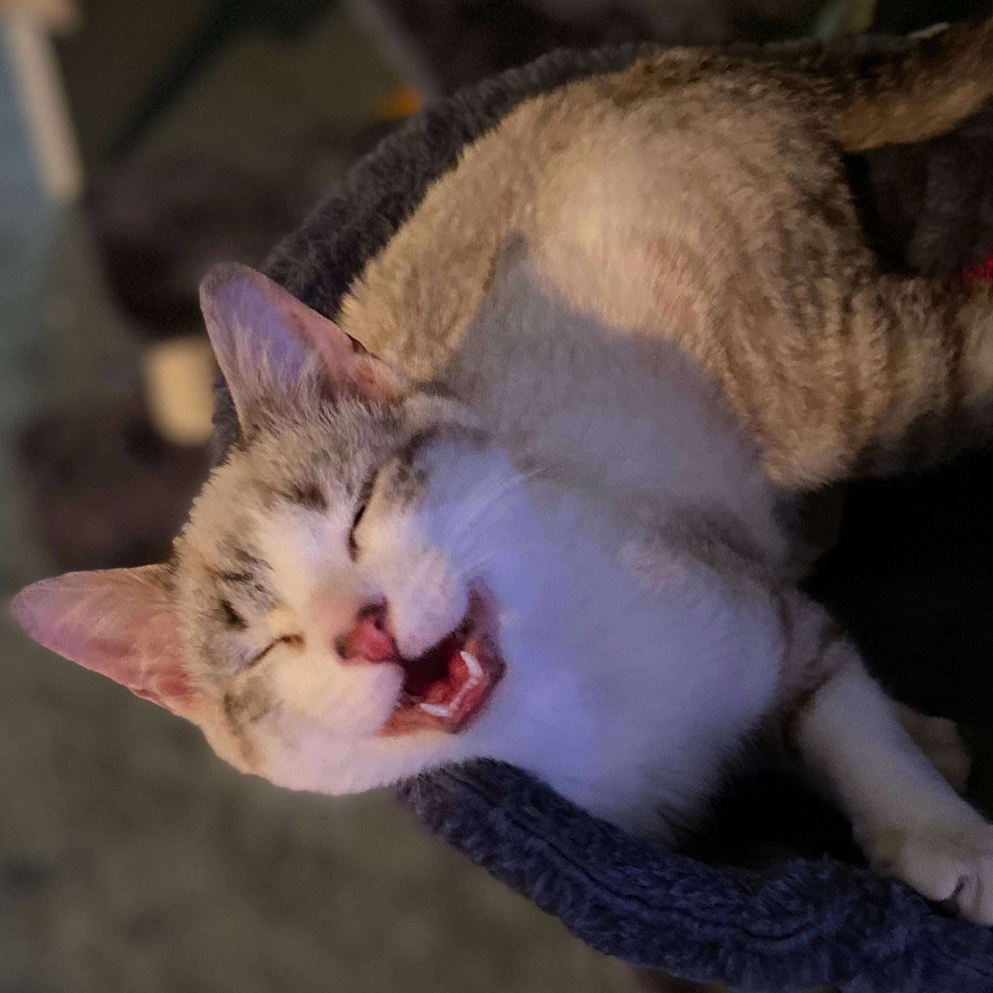 Manky is registered to the contest to win money with this photo: carnivore, cat, claw, domestic_short_haired_cat, ear, fang, fawn, felidae, fur, jaw, paw, photo_caption, roar, small_to_medium_sized_cats, snout, tail, terrestrial_animal, whiskers, wildlife, yawn