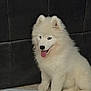 dog, puppy, white_fur, fluffy, sitting, tongue_out, indoor, couch, floor, pet, cute, young_dog, canine, animal, companion, playful, fur, domestic_animal, friendly, adorable
