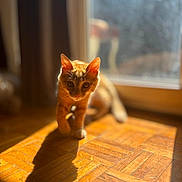 Tokyo participe au concours pour gagner de l'argent avec cette photo : animal, blurred_background, cat, closeup, curious, domestic_animal, ears, feline, floor_pattern, indoor, orange_tabby, pet, shadow, sunlight, sunny, walking, warm_light, whiskers, window, wooden_floor