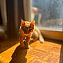 animal, blurred_background, cat, closeup, curious, domestic_animal, ears, feline, floor_pattern, indoor, orange_tabby, pet, shadow, sunlight, sunny, walking, warm_light, whiskers, window, wooden_floor