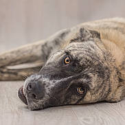 Loona a rejoint le concours — aidez-le/la à gagner de superbes lots ! canidae, carnivore, cimarron_uruguayo, dog, dog_breed, eye, fur, galgo_espanol, greyhound, lurcher, mammal, puppy, rafeiro_do_alentejo, snout, street_dog, whiskers