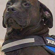 Choco a rejoint le concours — aidez-le/la à gagner de superbes lots ! bandog, cane_corso, canidae, carnivore, dog, dog_breed, fawn, fila_brasileiro, great_dane, labrador_retriever, mammal, snout, sporting_group, vertebrate