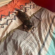 Sakura a rejoint le concours — aidez-le/la à gagner de superbes lots ! animal, bed, blanket, cat, cozy, cute, domestic_animal, feline, fur, home, indoor, kitten, pattern, paws, pet, relaxed, resting, sleeping, small, striped