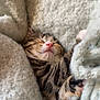 blanket, cat, comfort, cozy, cute, feline, fur, indoor, kitten, nap, pet, pink_nose, rest, sleeping, snuggled, soft, tabby, warm, whiskers, young