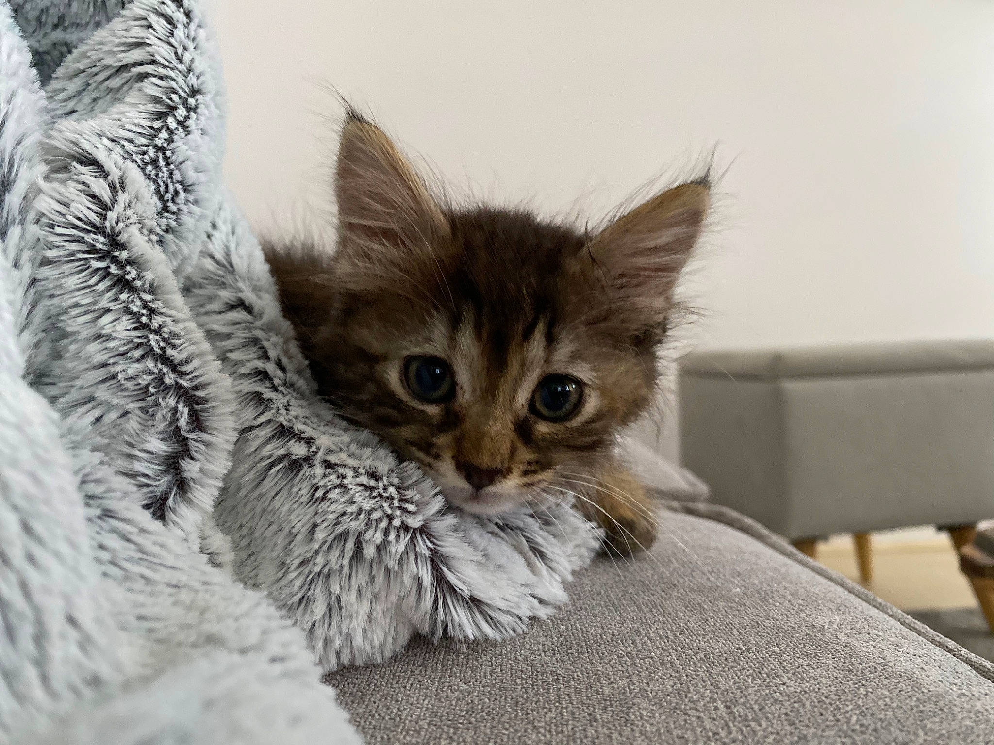 Ruby a rejoint le concours — aidez-le/la à gagner de superbes lots ! aegean_cat, asian, british_semi_longhair, carnivore, cat, domestic_short_haired_cat, dragon_li, european_shorthair, fawn, felidae, fur, kitten, maine_coon, mammal, pixie_bob, small_to_medium_sized_cats, somali, tabby_cat, vertebrate, whiskers