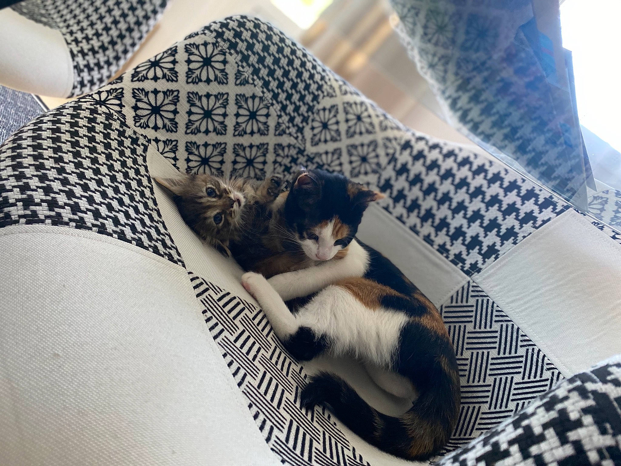 Ruby a rejoint le concours — aidez-le/la à gagner de superbes lots ! canidae, carnivore, cat, companion_dog, dog, fur, kitten, puppy, whiskers