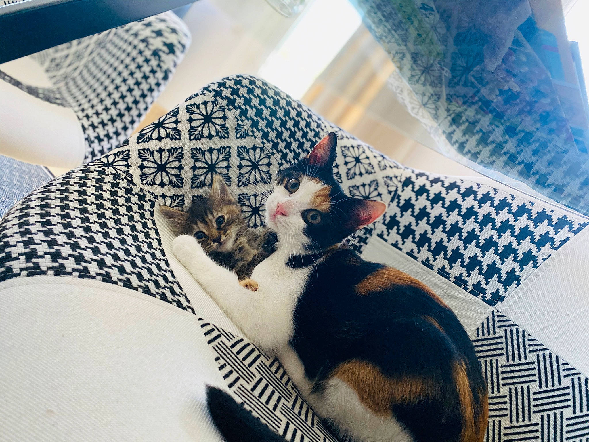 Ruby participe au concours pour gagner de l'argent avec cette photo : aegean_cat, american_wirehair, carnivore, cat, domestic_short_haired_cat, european_shorthair, felidae, fur, kitten, linens, pattern, polydactyl_cat, small_to_medium_sized_cats, tail, textile, whiskers