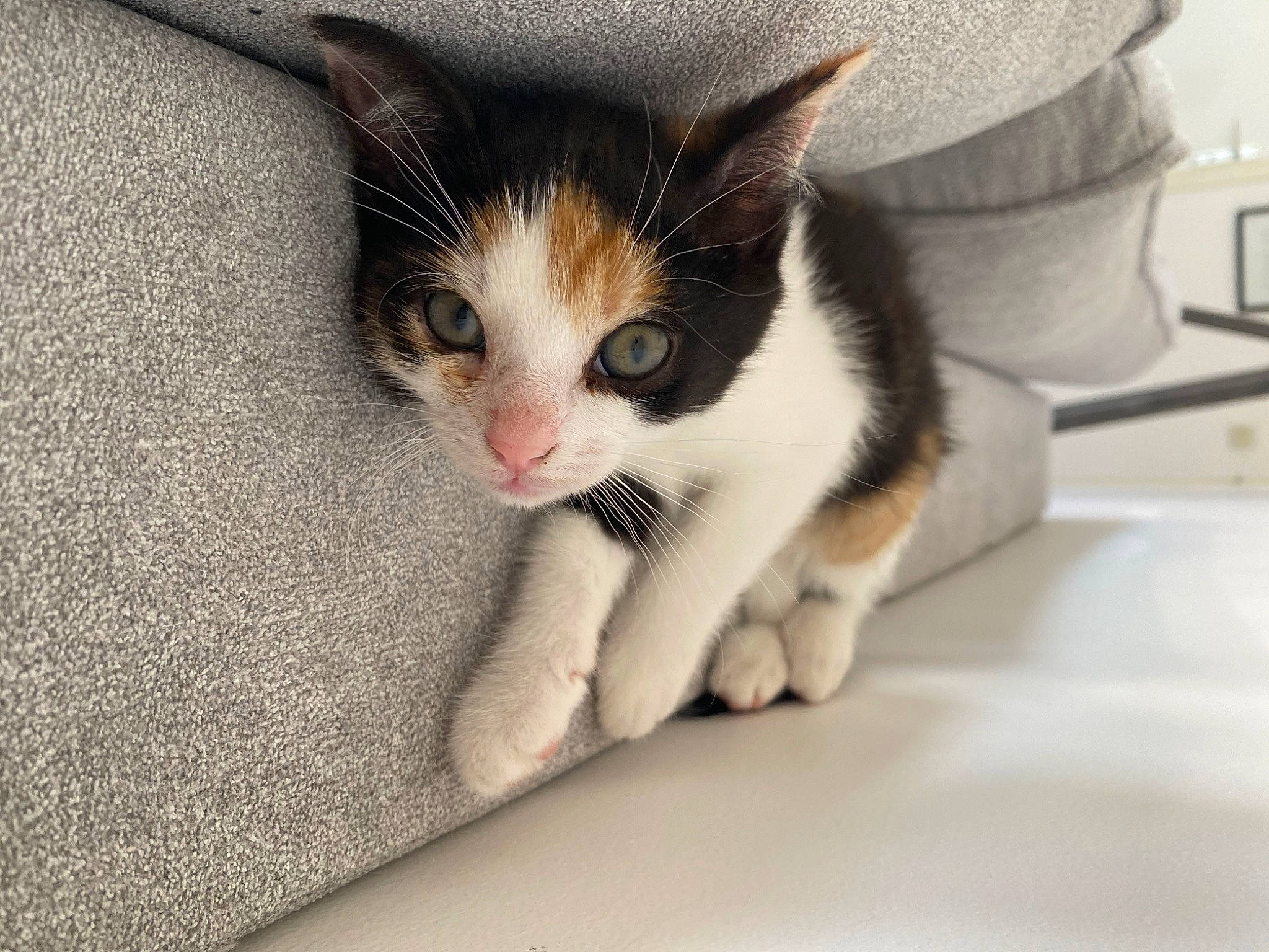 Rina participe au concours pour gagner de l'argent avec cette photo : aegean_cat, american_wirehair, carnivore, cat, domestic_short_haired_cat, ear, european_shorthair, eye, felidae, fur, hand, kitten, leg, paw, polydactyl_cat, small_to_medium_sized_cats, whiskers