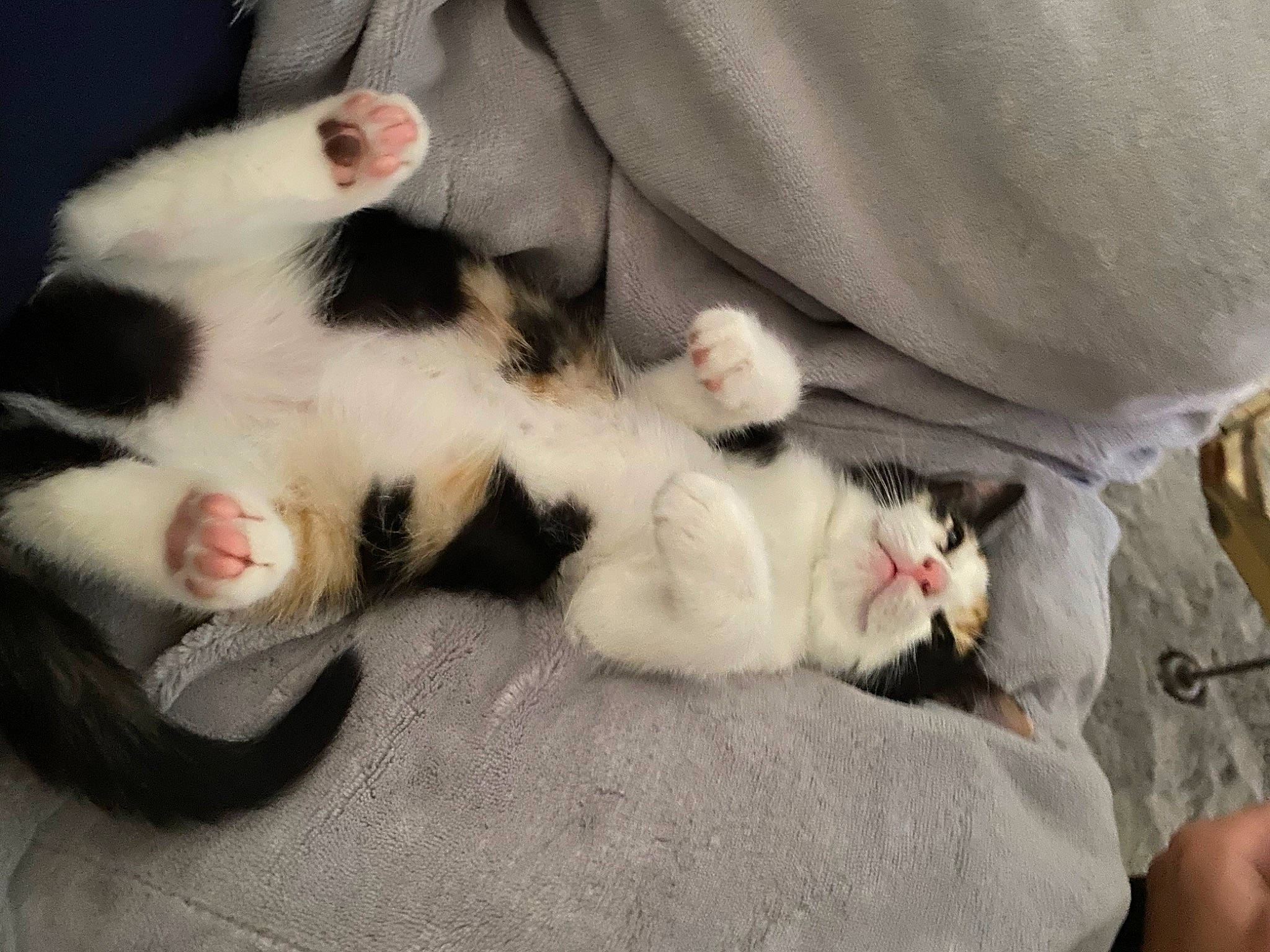 Rina a rejoint le concours — aidez-le/la à gagner de superbes lots ! aegean_cat, carnivore, cat, claw, domestic_short_haired_cat, ear, felidae, fur, japanese_bobtail, kitten, leg, nap, paw, polydactyl_cat, small_to_medium_sized_cats, tail, whiskers