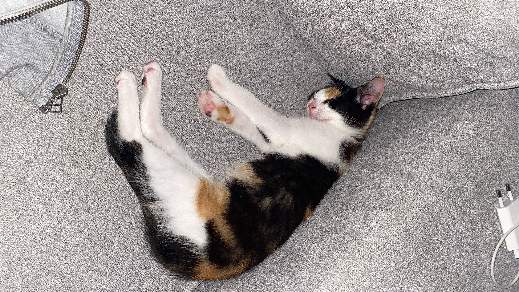 Rina participe au concours pour gagner de l'argent avec cette photo : aegean_cat, american_wirehair, carnivore, cat, domestic_short_haired_cat, european_shorthair, felidae, fur, kitten, leg, paw, polydactyl_cat, small_to_medium_sized_cats, tail, whiskers