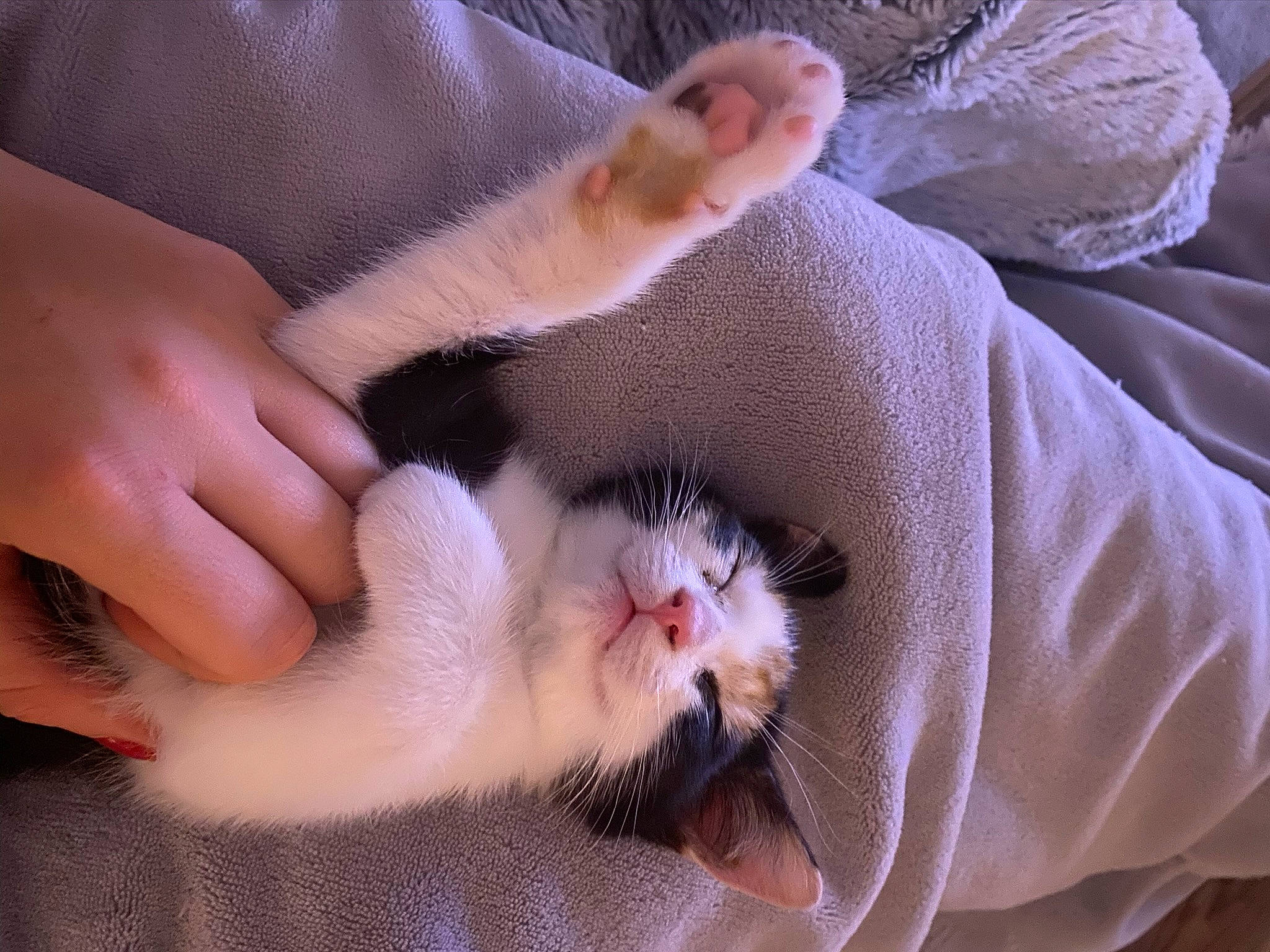 Rina a rejoint le concours — aidez-le/la à gagner de superbes lots ! carnivore, cat, claw, ear, fawn, felidae, fur, hand, kitten, leg, mammal, nail, paw, polydactyl_cat, ragdoll, singapura, small_to_medium_sized_cats, turkish_van, whiskers