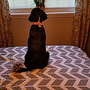 Tessa is registered to the contest to win money with this photo: black, carnivoran, dog, dog_like_mammal, floor, flooring, fur, furniture, girl, hardwood, leg, mammal, sporting_group, tail, vertebrate, wood