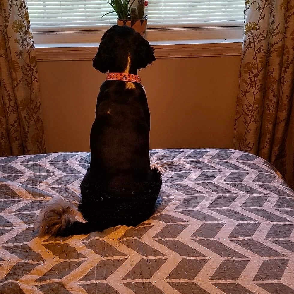 Tessa is registered to the contest to win money with this photo: black, carnivoran, dog, dog_like_mammal, floor, flooring, fur, furniture, girl, hardwood, leg, mammal, sporting_group, tail, vertebrate, wood