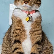 Marnie joined the competition — help win amazing prizes! cat, tabby, pet, animal, feline, collar, indoor, sitting, fur, whiskers, ears, paws, green_eyes, cute, domestic_cat, portrait, looking, alert, household, background_wall