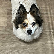 Diamond Noelle is registered to the contest to win money with this photo: brown_and_white, close_up, companion, curious, dog, ears, eyes, face, fluffy, fur, indoor, looking_up, mixed_breed, nose, papillon, pet, portrait, small_dog, whiskers, wooden_floor