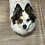 brown_and_white, close_up, companion, curious, dog, ears, eyes, face, fluffy, fur, indoor, looking_up, mixed_breed, nose, papillon, pet, portrait, small_dog, whiskers, wooden_floor