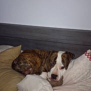 Rocco participe au concours pour gagner de l'argent avec cette photo : dog, bed, pillow, blanket, brindle, white, resting, indoor, sleepy, cozy, furniture, headboard, pet, canine, comfort, animal, home, relaxed, couch, domestic