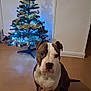 Rocco a rejoint le concours — aidez-le/la à gagner de superbes lots ! dog, christmas_tree, decoration, lights, indoor, floor, wall, shadow, star, brown, white, pet, holiday, festive, sitting, animal, tree_stand, ornaments, tinsel, calm