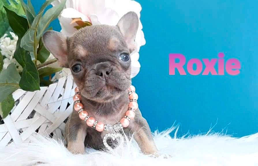 Roxie participe au concours pour gagner de l'argent avec cette photo : bulldog, canidae, carnivore, companion_dog, dog, dog_breed, fawn, french_bulldog, mammal, non_sporting_group, puppy, snout, toy_bulldog, vertebrate