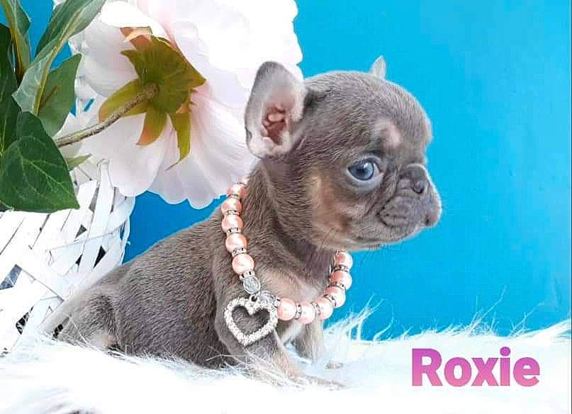 Roxie a rejoint le concours — aidez-le/la à gagner de superbes lots ! boston_terrier, canidae, carnivore, chihuahua, companion_dog, dog, dog_breed, fawn, french_bulldog, mammal, non_sporting_group, puppy, snout, toy_bulldog, vertebrate