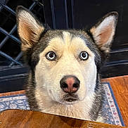 Boris joined the competition — help win amazing prizes! dog, husky, blue_eyes, pet, animal, close_up, table, wooden_table, fur, ears, indoor, carpet, floor, expression, looking_up, face, domestic_animal, canine, household, curious