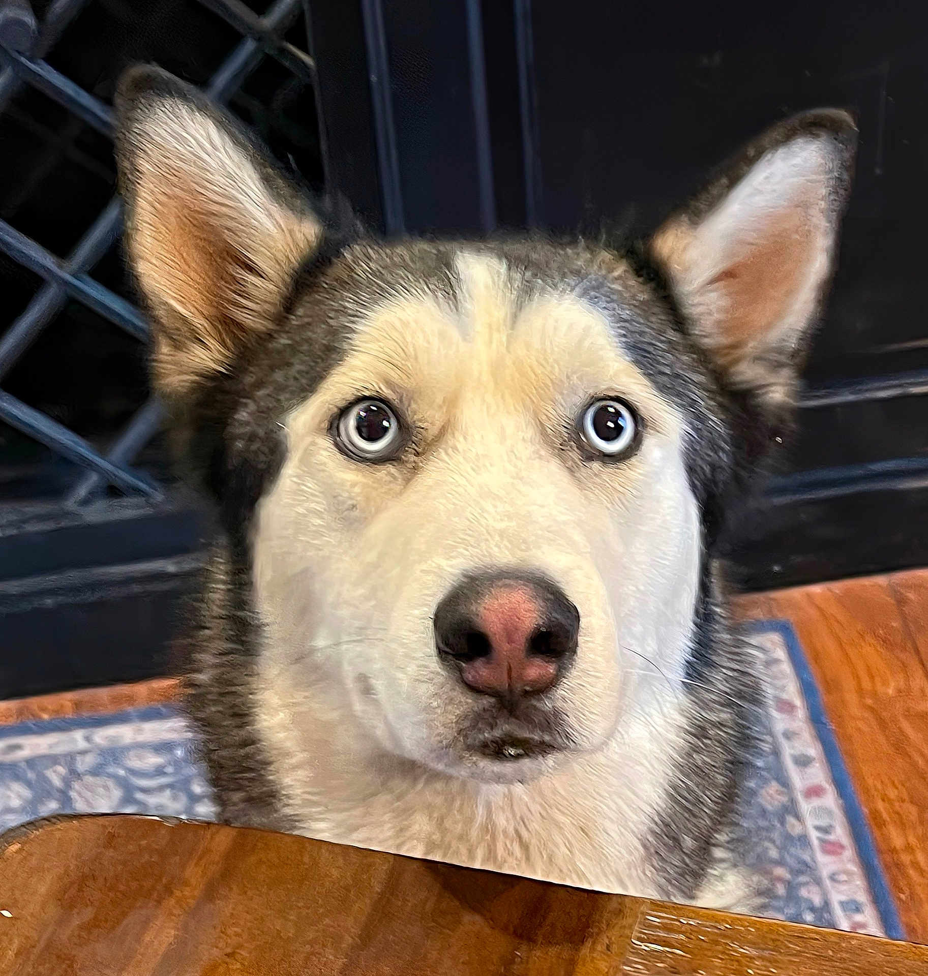 Boris