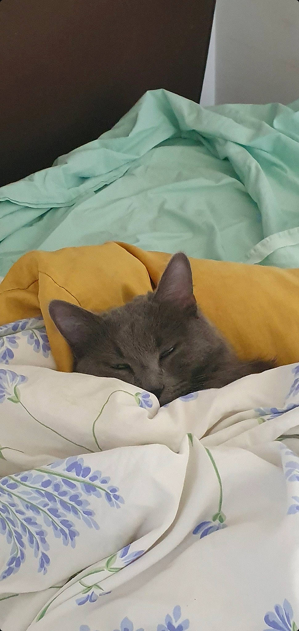 Grizou participe au concours pour gagner de l'argent avec cette photo : bed, bed_sheet, bedding, blanket, carnivore, cat, comfort, domestic_short_haired_cat, duvet, fawn, felidae, fur, linens, nap, room, sleep, small_to_medium_sized_cats, textile, whiskers