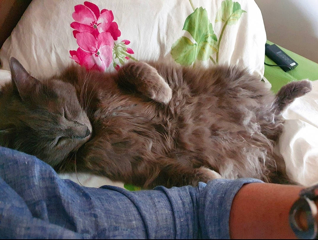 Grizou a rejoint le concours — aidez-le/la à gagner de superbes lots ! bedding, black_cat, carnivore, cat, claw, comfort, companion_dog, domestic_short_haired_cat, felidae, flower, fur, linens, liver, nap, paw, petal, plant, small_to_medium_sized_cats, tail, whiskers