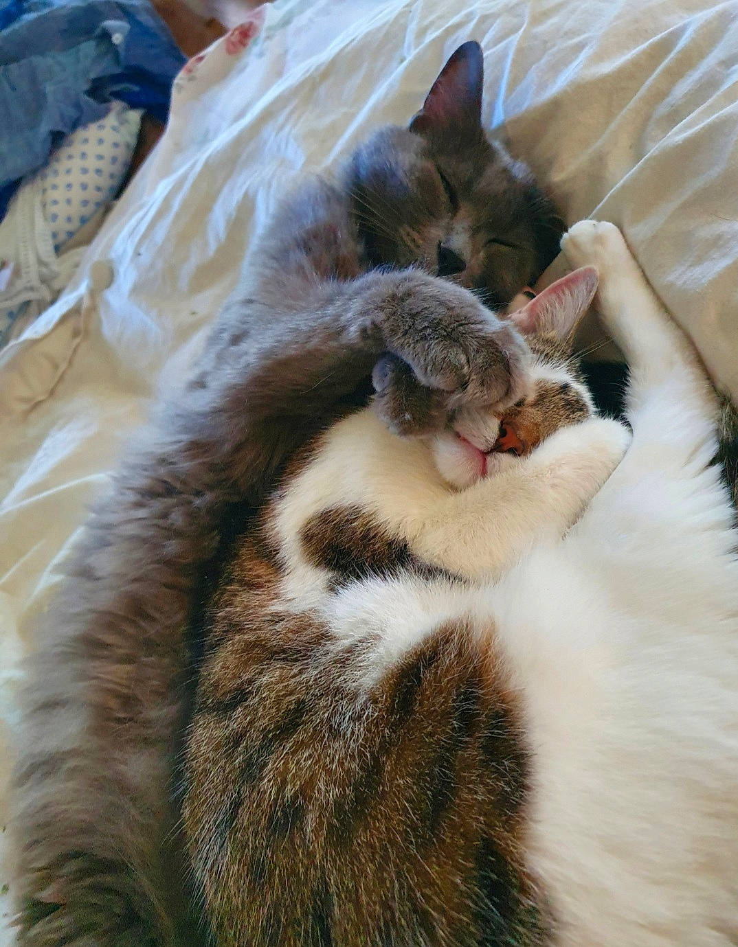 Grizou participe au concours pour gagner de l'argent avec cette photo : carnivore, cat, claw, comfort, domestic_short_haired_cat, felidae, fur, nap, paw, small_to_medium_sized_cats, snout, tail, terrestrial_animal, whiskers