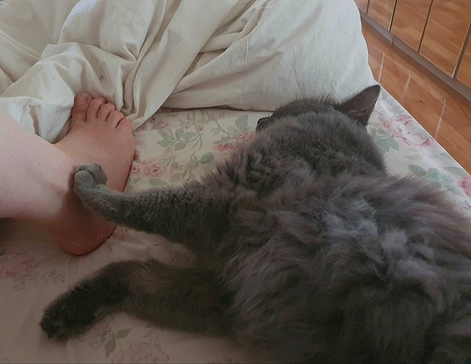 Grizou a rejoint le concours — aidez-le/la à gagner de superbes lots ! british_longhair, cabinetry, carnivore, cat, chest_of_drawers, comfort, couch, dog_breed, domestic_short_haired_cat, drawer, felidae, flooring, fur, grey, hardwood, nap, small_to_medium_sized_cats, tail, whiskers, wood