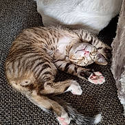 Pepper participe au concours pour gagner de l'argent avec cette photo : cat, couch, cozy, cute, domestic_animal, fluffy, furniture, furry, home, indoor, kitten, paw_pads, pet, pink_nose, relaxed, resting, sleeping, striped, tabby, whiskers