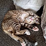 cat, couch, cozy, cute, domestic_animal, fluffy, furniture, furry, home, indoor, kitten, paw_pads, pet, pink_nose, relaxed, resting, sleeping, striped, tabby, whiskers